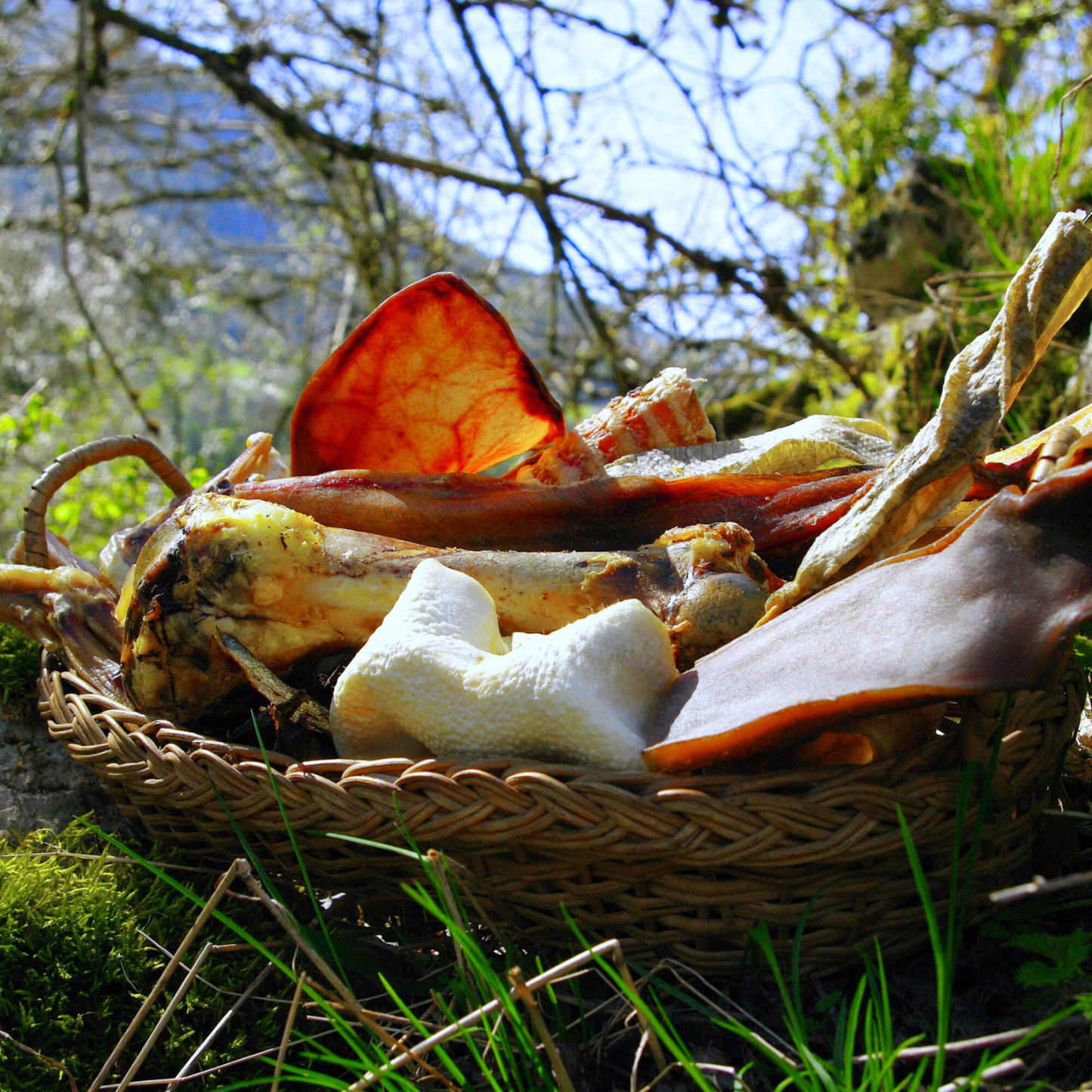 Box de Mastications pour Grands Chiens