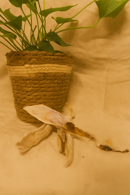 Oreilles de lapins avec poils