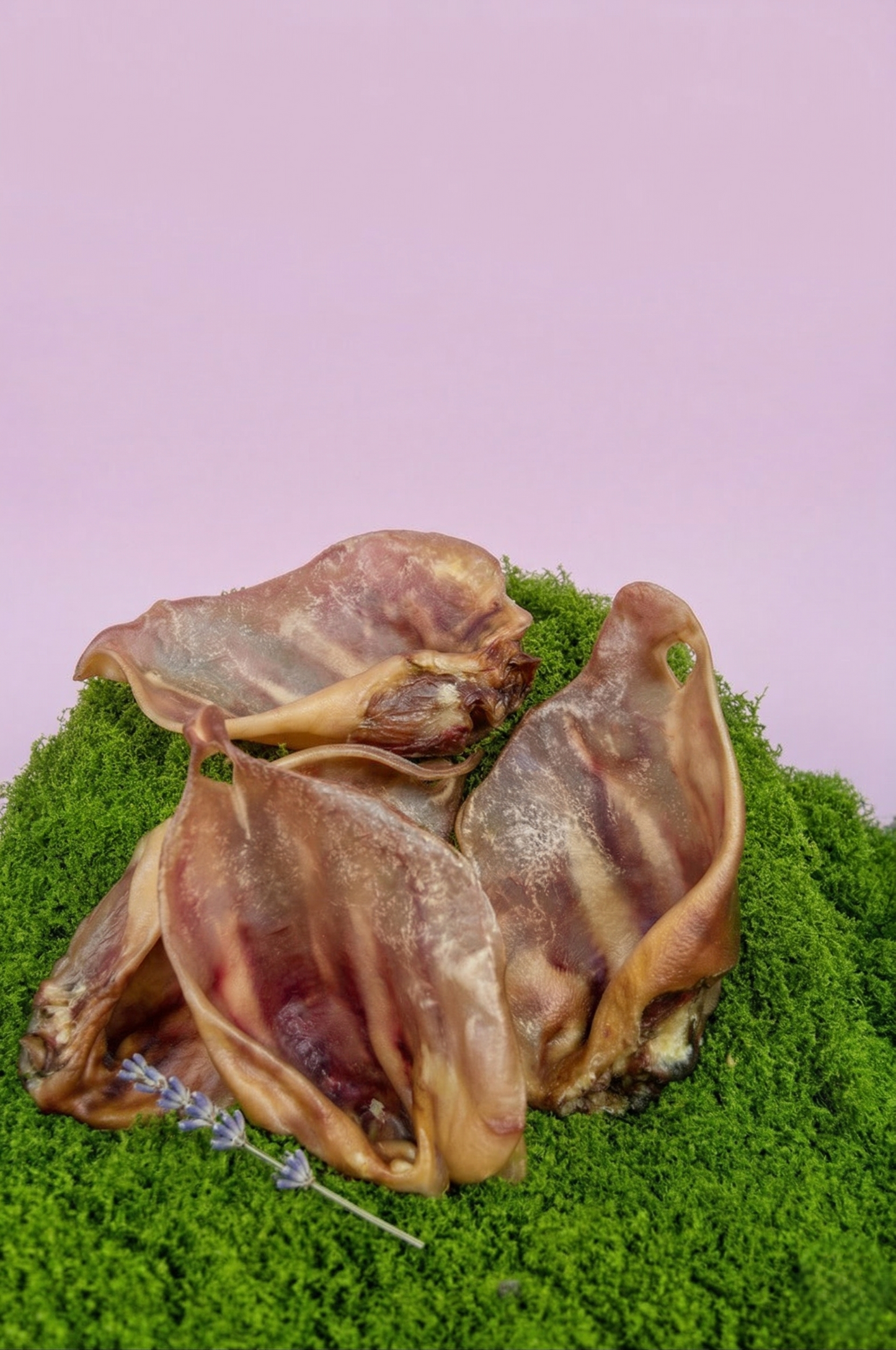 Pig ear