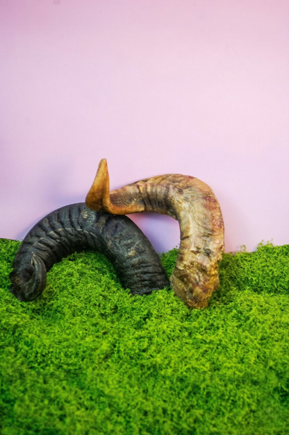 🐏Cuerno de carnero 150g