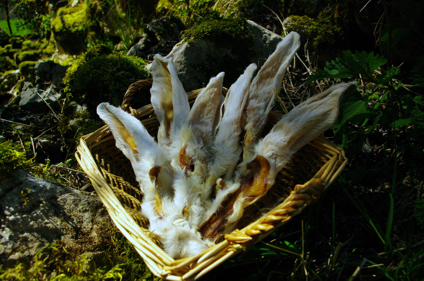 Oreilles de lapins avec poils